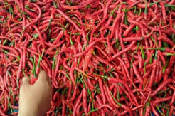 Usai Tahun Baru, Harga Cabai Merah di Batubara Tak Lagi Menyengat