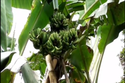 Aneh dan Unik, Pohon Pisang di Gunungkidul Berbuah 4 Tandan