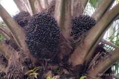 Diterjang Pandemi COVID-19 Harga Sawit Stabil, HKTI Sebut Berkah Bagi Petani