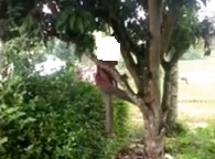 Pringsewu Geger, Kakek...