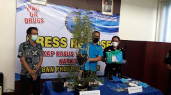 Tanam Ganja di Teras Rumah hingga Panen 2 Kali, Dua Pemuda Cilegon Diringkus