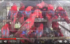 268 Ekor Burung Nuri Merah dan Pelangi dari Maluku Gagal Diselundupkan
