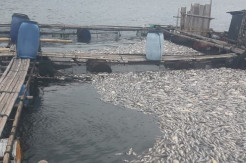 Ribuan Ton Ikan Mati Misterius di Waduk Jatiluhur, Petani KJA Rugi Miliaran Rupiah