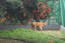 Singkawang Gempar, 2 Harimau Kebun Binatang Sinka Zoo Lepas dan Serang Pawangnya Hingga Tewas