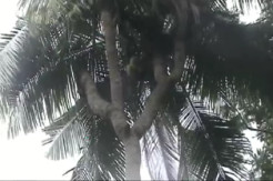 Pohon Kelapa Unik Bercabang 4 di Tulang Bawang Barat Airnya Diyakini untuk Pengobatan