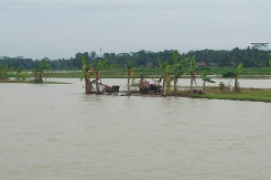 Sawah di Padaherang Diterjang Banjir, Buruh Tani Kehilangan Pekerjaan