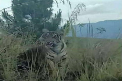 Heboh, Harimau Berkeliaran di Pinggir Jalan di Kerinci Jambi