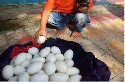 Warga Lamongan Temukan Puluhan Diduga Telur Buaya di Bantaran Bengawan Mati