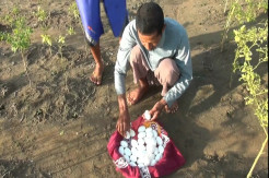 Dikembalikan ke Asalnya, Puluhan Diduga Telur Buaya Malah Raib