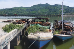 92 Sapi Ilegal Hasil Penyelundupan Dikembalikan ke NTT, Ada Apa?