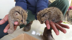 Lucu dan Menggemaskan, Dua Anak Kucing Langka Ditemukan Warga di Ladang