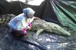 Buaya Jinak di Kolaka Kini Dirawat Warga yang Mengaku Saudara Kembarnya