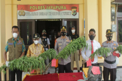 Polres Jayapura Temukan Ladang Ganja di Dosay, Sentani Barat