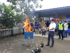 Pohon Ganja Hasil Tangkapan di Cilegon Dimusnahkan