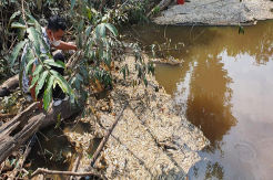 Ribuan Ikan Air Tawar di Batanghari Mati, Diduga Sengaja Diracun