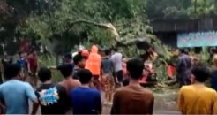 Mobil TNI AD Ringsek Tertimpa Pohon saat Melintas di Jalan