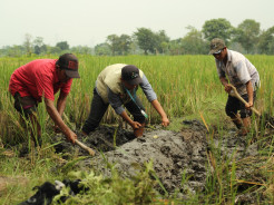 Uang Habis Bayar Bunga, Petani Pasuruan Beralih Ikut Program Tani Nusantara