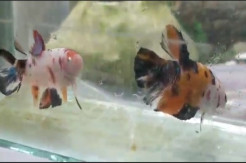 Ikan Cupang Giant Banyak Dicari karena Bentuk, Ukuran Serta Warna yang Unik