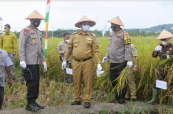 Gubernur Babel Hadiri Panen Raya di Desa Kepoh Bangka Selatan