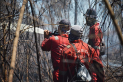 Cagar Biosfer Riau Terbakar, 100 Hektar Musnah