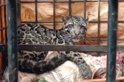 Seekor Macan Dahan Menggemparkan, Terjebak Perangkap Usai Memangsa 5 Kambing