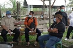 Gubernur Babel Erzaldi Canangkan Desa Buding Menjadi Kampung Ternak Sapi