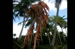 Video Pohon Kelapa Hancur dan Sapi Mati Hebohkan Warga Aceh
