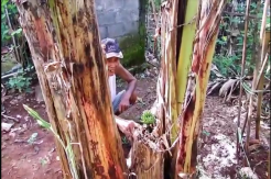 Batang Pisang Gemparkan Yogyakarta, Sudah Ditebang dan Membusuk Namun Tumbuh Buah Menghadap ke Atas