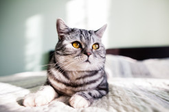 Kamu Pencinta Kucing? Baca Buku Seru tentang Perkucingan Ini!
