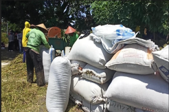 Bulog Target Serap 15 Ribu Ton Gabah Petani di Karanganyar