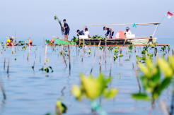 Peringati HUT ke-17, Tagana Sinjai Akan Tanam 1.500 Bibit Mangrove