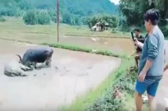 Nahas Kerbau Pangloli Jmt Mati usai Uji Nyali Adu Tanduk di Toraja Utara