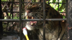 Tiga Ekor Harimau Berkeliaran di Agam, Dua Ekor Kambing Mati Dimangsa