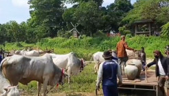 Memandikan Sapi dengan Air Sendang Bidadari, Tradisi Unik di Gresik Sambut Ramadhan