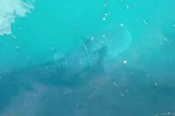 Geger! Penampakan Seekor Hiu Paus Terjebak di Kolam Pelabuhan Murhum Baubau