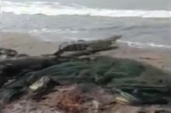 Buaya Muara Mengamuk saat Tertangkap Jaring Nelayan di Pantai Sawmil Tanggamus