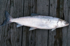 Tidak Kalah dengan Ikan Salmon, Ikan Bandeng Juga Kaya Omega 3