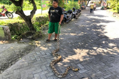 Ular Piton Gemparkan Warga Perum GSP, Ditemukan Bergelantungan di Dekat Sekolah