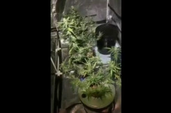 Kebun Ganja Hidroponik Digerebek Satreskoba Polres Pacitan, 4 Orang Dijebloskan Tahanan