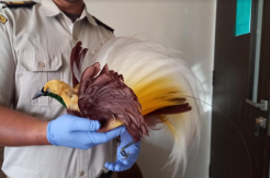 Penyelundupan Cenderawasih Awetan dari Papua Berhasil Digagalkan