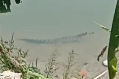 Takut Serangan Mematikan, Warga Berharap Buaya di Bengawan Solo Dievakuasi