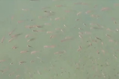 Tapanuli Tengah Gempar, Ribuan Ikan Dari Dasar Laut Bermunculan ke Permukaan