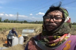 Panen Raya, Petani Ponorogo Malah Menjerit karena Gabah Mereka Tak Laku