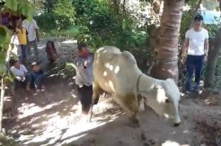 Madina Gempar, Hendak Disembelih untuk Kurban Sapi Ngamuk Tendang Penyembelihnya
