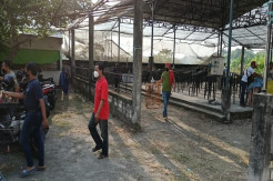 Unggah Gambar Kerumunan di Gantangan, Pemuda Gresik Bonyok Dihajar Pecinta Burung