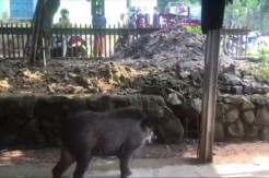 Kelaparan Babi Hutan Masuk Permukiman Bikin Panik Warga Hambalang Bogor