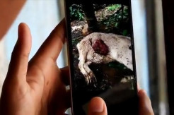 Gunungkidul Gempar, Belasan Kambing Mati Misterius dengan Luka Gigitan