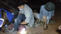 Bangka Gempar, Buaya Ganas Muncul dan Masuk Pemukiman Warga