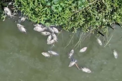 Ratusan Ribu Ikan dan Udang Tambak di Medan, Diduga Tercemar Limbah Pabrik