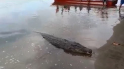 Hendak Memangsa Anjing di Pinggir Pantai, Buaya Muara Dibunuh Warga Tidore